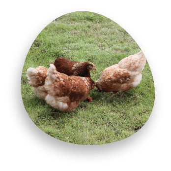แม่ไก่สุขภาพดี