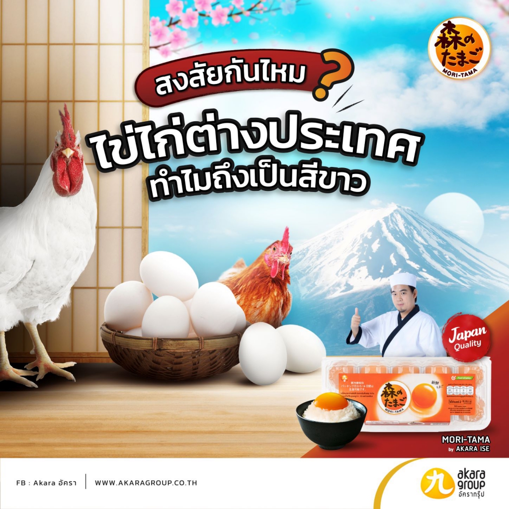 สงสัยกันไหม? ไข่ไก่ต่างประเทศ ทำไมถึงเป็นสีขาว ไข่ไก่โมริทามะ